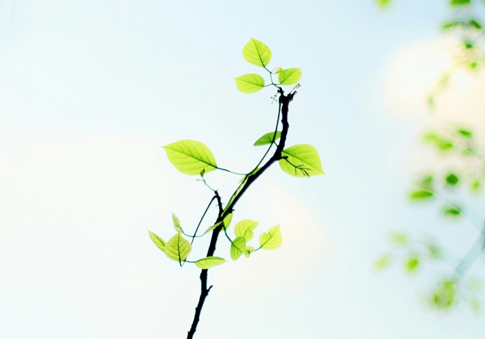 【萊沃醫(yī)療：知識(shí)分享】植樹節(jié)：“植”此青綠，擁抱春天，鼻炎黨速看，不踩雷！